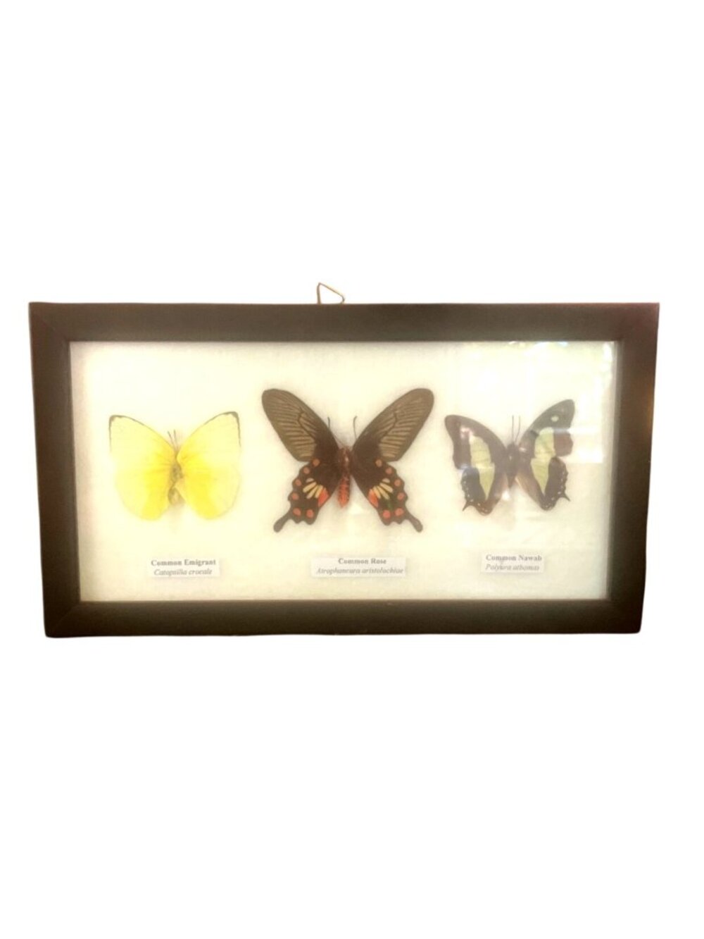 Black Wooden Framed Butterfly Display Common Emigrant Common Rose Common Nawab